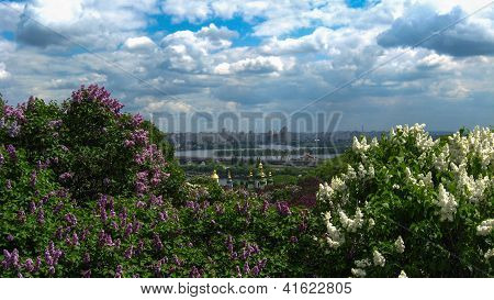 bushes of a lilac on a background of city of Kiyv