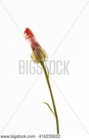 Crepis Biennis Close Up Isolated On The White Background