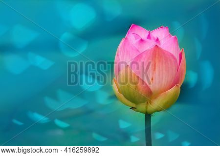 Pink Lotus Buds In The Lake