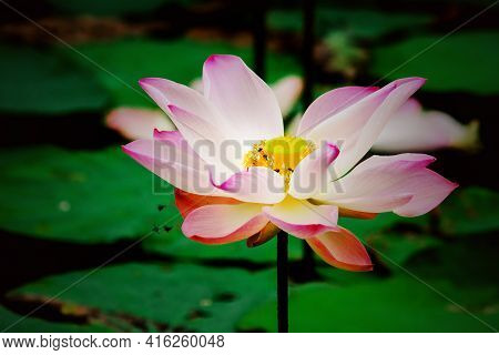 Pink Lotus Bloom In The Pond