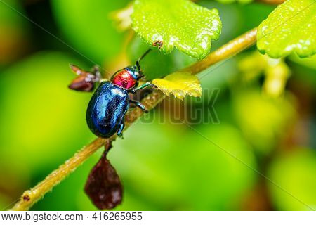 The Beautiful Blue Milkweed Beetle It Has Blue Wings And A Red Head Perched On A Leaves After Rain I