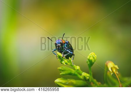 The Beautiful Blue Milkweed Beetle It Has Blue Wings And A Red Head Perched On A Leaves After Rain I