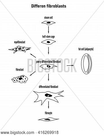 Differon Fibroblasts Scheme, Formation Of The Extracellular Matrix (mainly Fibroblasts Are Engaged I