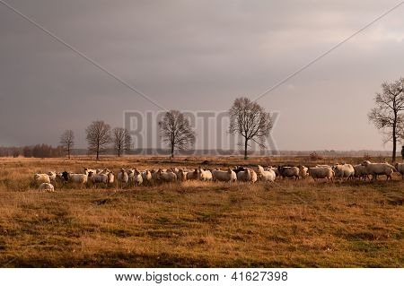 Velké stádo ovcí na pastvině savany