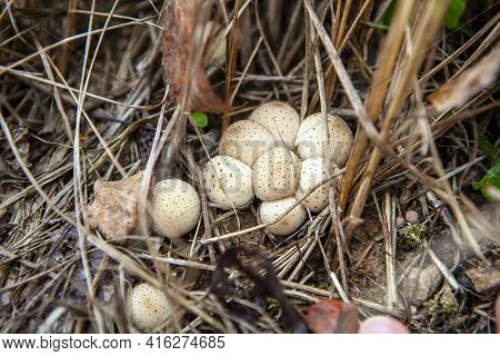 A Small Group Of Puffball Mushroom In The Autumn Forest, Lycoperdon Pyriforme
