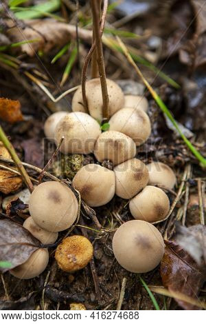 A Small Group Of Puffball Mushroom In The Autumn Forest, Lycoperdon Pyriforme