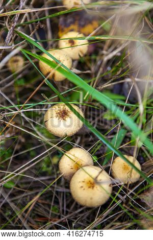 A Group Of Unedieble Mushrooms Growing In The Dry Grass In The Wood