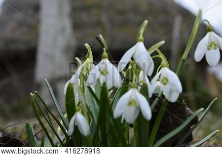 Snowdrop Or Common Snowdrop (galanthus Nivalis) Flowers.