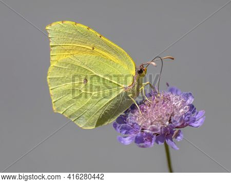 Cleopatra Butterfly (gonepteryx Cleopatra) Feeding On Nectar Of Flower. Wildlife Scene In Nature Of 