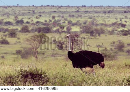South African Ostrich (struthio Camelus Australis) Male On Green Savanna In Satara Bushveld Savanna 