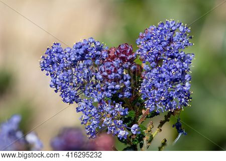 California Lilac (ceanothus) Bush