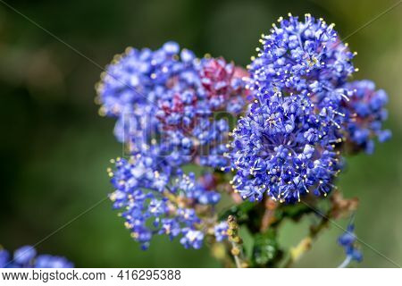 California Lilac (ceanothus) Bush