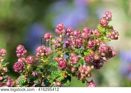 California Lilac (ceanothus) Bush