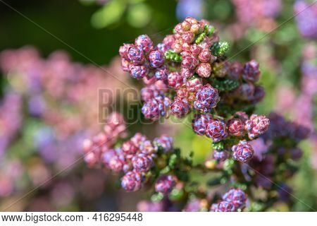 California Lilac (ceanothus) Bush