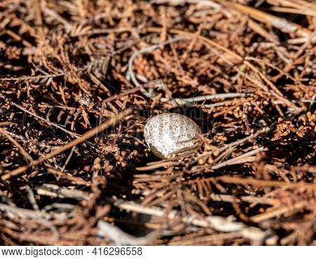 Single Speckled Brown Headed Cowbird Egg Molothrus Ater In Naples, Florida