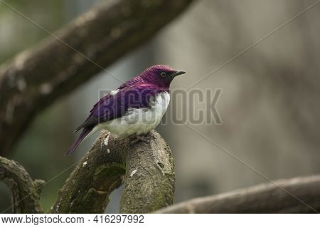 The Amethyst Starling (cinnyricinclus Leucogaster) In Zoo.
