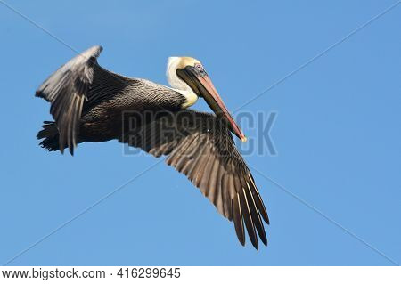 Pelican During A Flight Near Tulum, Mexico.\nblue Sky At The Background.