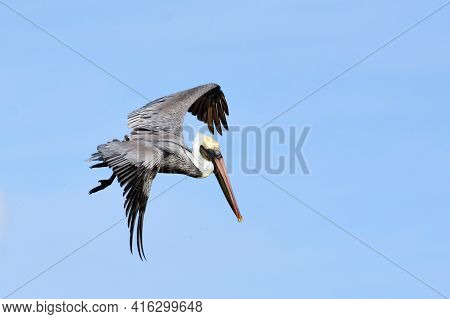 Pelican During A Flight Near Tulum, Mexico.\nblue Sky At The Background.