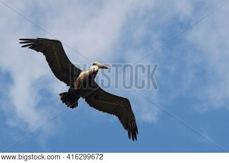 Pelican During A Flight Near Tulum, Mexico.\nblue Sky At The Background.