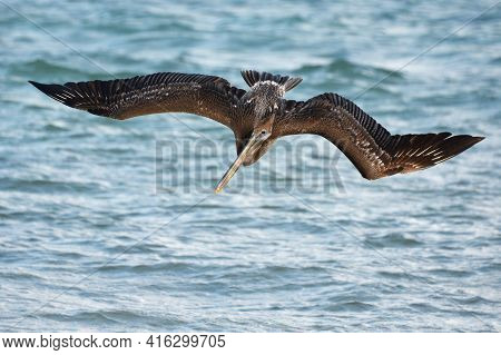 Pelican During A Flight Near Tulum, Mexico.\nblue Sky At The Background.