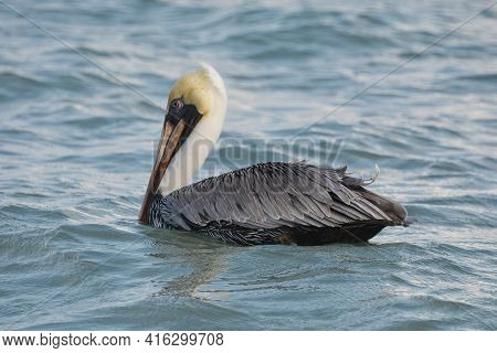 Pelican During A Flight Near Tulum, Mexico.\nblue Sky At The Background.