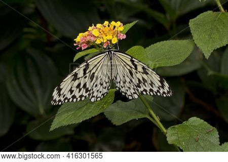 The Paper Kite, Rice Paper, Or Large Tree Nymph Butterfly (idea Leuconoe).