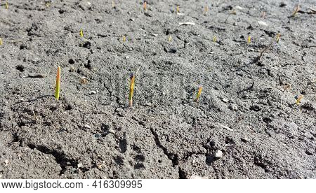 Sprouts Of Garlic Sprouted In The Garden Bed. Spring, Sunny Day, Gardening
