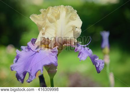 Iris Germanica. Closeup Of Flower Bearded Iris 