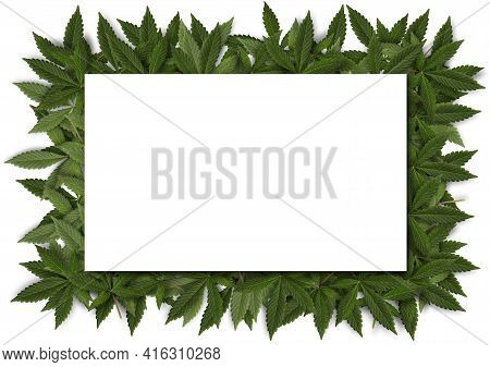Blank Card With Green Fresh Cannabis Sativa Leaves(marihuana) Frame On White Background