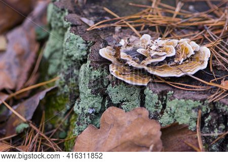 Mushroom Grows On An Old Stump In The Autumn Forest. Mushroom Parasite Tinder Fungus Flat Ganoderma 