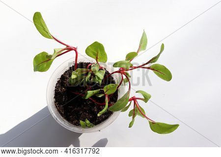Rainbow Swiss Chard Sprouts In Plastic Pots On White Background. Beautiful Colored Sprouts With Red 
