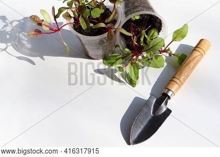 Rainbow Swiss Chard Sprouts In Plastic Pots On White Background. Beautiful Colored Sprouts With Red 