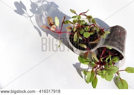 Rainbow Swiss Chard Sprouts In Plastic Pots On White Background. Beautiful Colored Sprouts With Red 