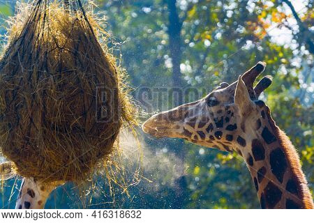 Baringo Giraffe Eats A Ball Of Hays In A Zoo
