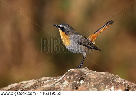 The Cape Robin-chat (cossypha Caffra) Sitting On The Stone With Brown Background. A Small Mountain P