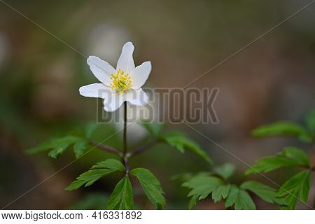 Spring White Flowers In The Grass Anemone (isopyrum Thalictroides)