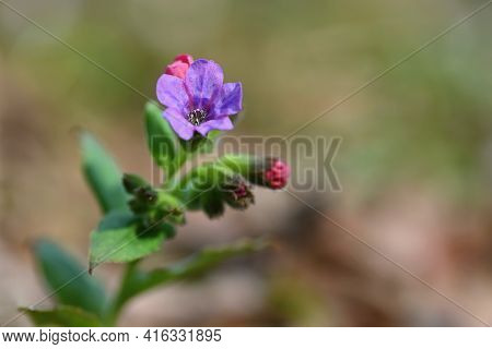 Beautiful Colorful Medicinal Plant In The Forest. (pulmonaria Officinalis)