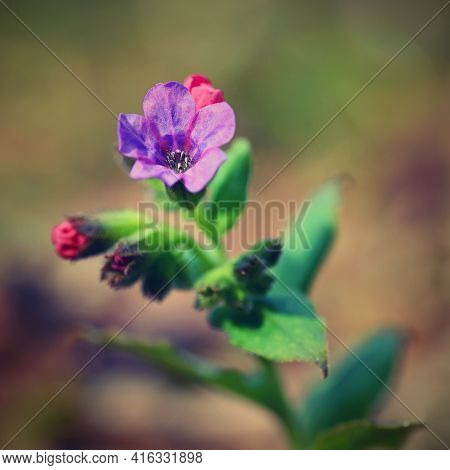 Beautiful Colorful Medicinal Plant In The Forest. (pulmonaria Officinalis)