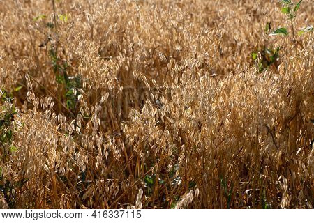 The Sprouts Of Ripe Oats On The Field