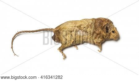 Dead rodent, Rat in state of decomposition, isolated. Pest animal