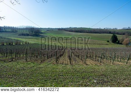 Nice South-ouest Vineyard, In Brulois, In France