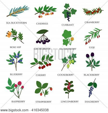 Big Set Of Various Doodle Berries. Hand Drawing.