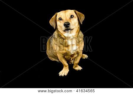 little dog