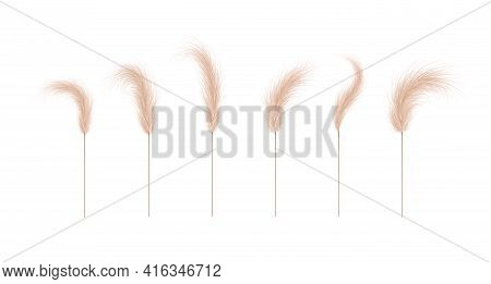 Pampas Grass Collection. Floral Ornament Elements In Boho Style. Vector Illustration Isolated On Whi