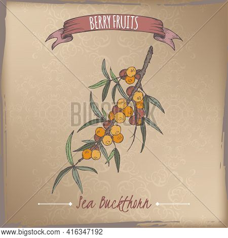 Hippophae Rhamnoides Aka Common Sea Buckthorn Branch Color Sketch On Vintage Background. Berry Fruit