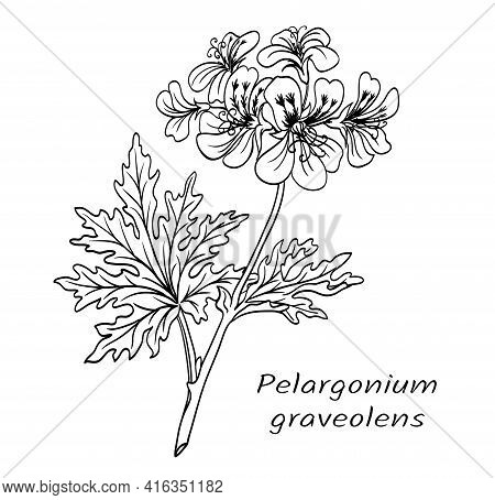 Geranium (pelargonium Graveolens), Flowering Branch Of A Plant With Leaves, Black And White Vector I
