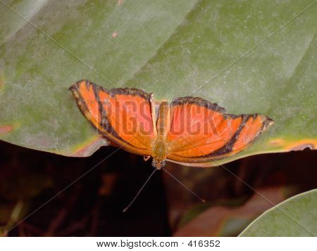 Borboleta laranja