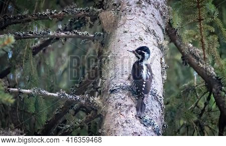 Three Toed Woodpecker Picoides Tridactylus On A Tree Looking For Food In Sunset And Sunrise