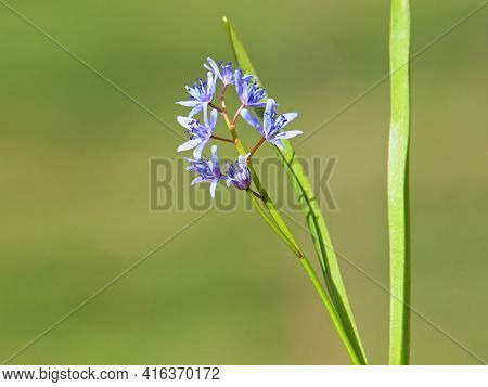 Blue Flower Of Alpine Squill Or Two-leaf Squill, Scilla Bifolia