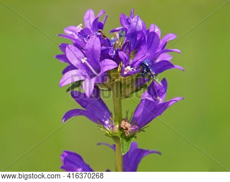 Purple Flower Of Clustered Bellflower, Campanula Glomerata